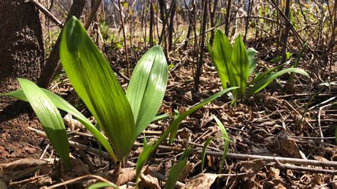 Wild Ramps: The Complete Guide to Finding and Eating Wild。